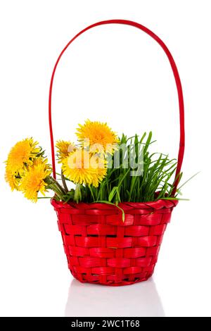 Löwenzahnstrauß in einem roten Korb. Isoliert über weiß. Stockfoto