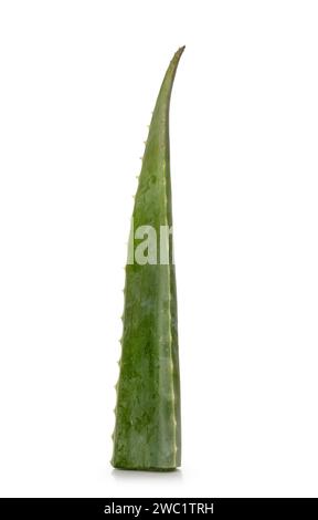 Blatt von der Aloe Vera Pflanze, stehend nach vorne. Isoliert auf weißem Hintergrund. Stockfoto