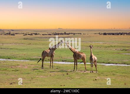 Gruppe von Giraffen - Chobe National Park, Botswana: Gruppe von Giraffen mit friedlichem Blick auf eine grüne und gelbe Grasebene. Stockfoto