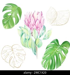 Aquarellset mit tropischen Illustrationen rosa Protea, grüne und goldene Monsterablätter auf weißem Hintergrund. Clipart zum Entwerfen von Einladungen, Muster Stockfoto