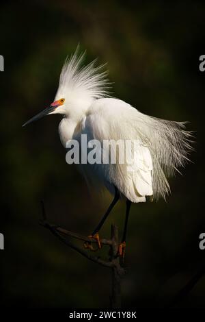 Schneebedeckter Egretta Thula, erwachsener Vogel, der Florida zeigt, USA April Stockfoto