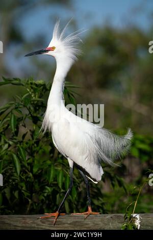 Schneebedeckter Egretta Thula, erwachsener Vogel, der Florida zeigt, USA April Stockfoto