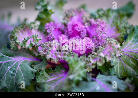 Dekorativer violetter Grünkohl Stockfoto