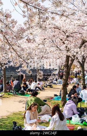 Japan, Kirschblüte. Menschen, die unter Kirschblüten in der Sonne sitzen, feiern und picknicken im Osaka Castle Park im Frühling. Stockfoto