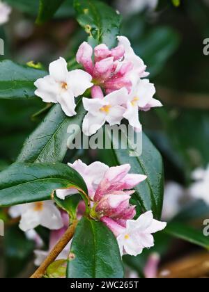 Rosa und weiße Blüten des hochduftenden, immergrünen Strauches, Daphne bholua „Garden House Sentinel“ Stockfoto