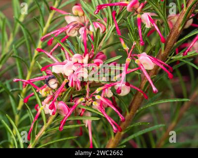 Neugierige rosa und cremefarbene Blüten des harten australischen immergrünen Strauches, Grevillea rosmarinifolia „Jenkinsii“ Stockfoto