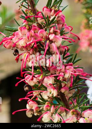 Neugierige rosa und cremefarbene Blüten des harten australischen immergrünen Strauches, Grevillea rosmarinifolia „Jenkinsii“ Stockfoto