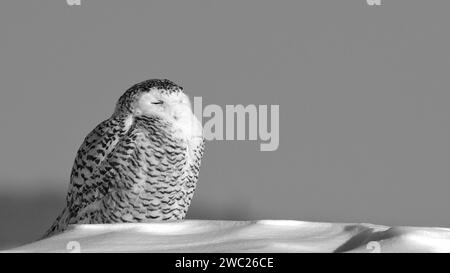 Schneeeule im Winter, die jagt Stockfoto