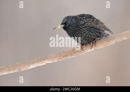 Europäischer Starling sitzt auf einem Zweig Stockfoto