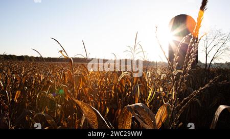 Silo auf einem Feld während Sonnenaufgang Stockfoto