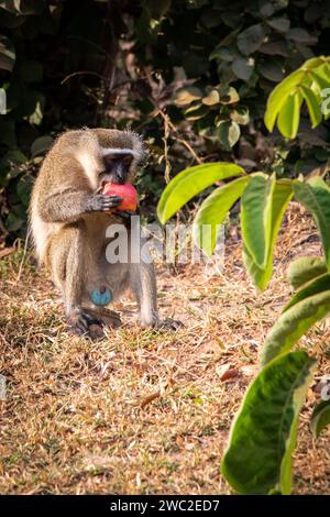 Vervet Monkey genießt einen Apfel, nachdem er aus einem Touristenwagen gestohlen hat Stockfoto