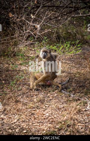 Vervey-Affen im Nyerere-Nationalpark Tansania Stockfoto