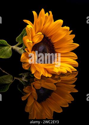 Sonnenblumenreflexionen Stockfoto
