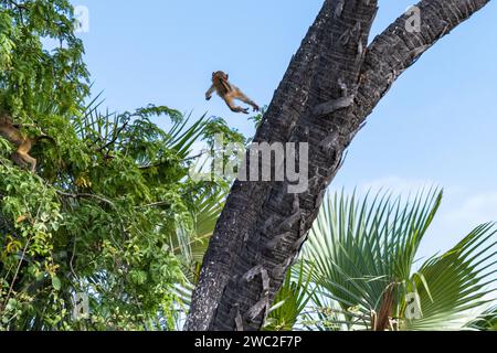 Vervey-Affen im Nyerere-Nationalpark Tansania Stockfoto