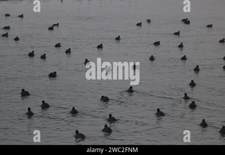 Srinagar, Indien. Januar 2024. 13. Januar 2024, Srinagar Kashmir, Indien: Zugvögel schwimmen in den Gewässern des Dal Sees in Srinagar. Jedes Jahr ziehen Tausende von Zugvögeln aus Zentralasien und Sibirien in die Wintersaison ins Kaschmir-Tal und in andere Teile Indiens. Am 13. Januar 2024 In Srinagar Kaschmir, Indien. (Foto von Firdous Nazir/Eyepix Group) Credit: SIPA USA/Alamy Live News Stockfoto