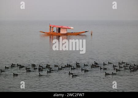 Srinagar Kaschmir, Indien. Januar 2024. Zugvögel schwimmen in den Gewässern des Dal-Sees in Srinagar. Jedes Jahr ziehen Tausende von Zugvögeln aus Zentralasien und Sibirien in die Wintersaison ins Kaschmir-Tal und in andere Teile Indiens. Am 13. Januar 2024 In Srinagar Kaschmir, Indien. (Kreditbild: © Firdous Nazir/OKULARIS via ZUMA Press Wire) NUR REDAKTIONELLE VERWENDUNG! Nicht für kommerzielle ZWECKE! Stockfoto