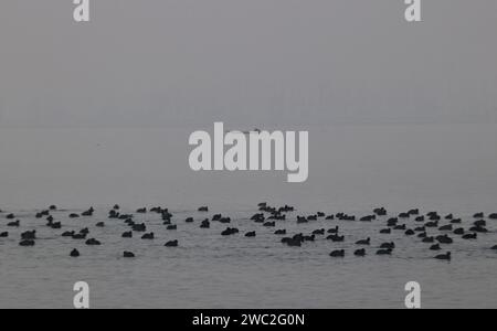 Srinagar, Indien. Januar 2024. 13. Januar 2024, Srinagar Kashmir, Indien: Zugvögel schwimmen in den Gewässern des Dal Sees in Srinagar. Jedes Jahr ziehen Tausende von Zugvögeln aus Zentralasien und Sibirien in die Wintersaison ins Kaschmir-Tal und in andere Teile Indiens. Am 13. Januar 2024 In Srinagar Kaschmir, Indien. (Foto von Firdous Nazir/Eyepix Group) Credit: SIPA USA/Alamy Live News Stockfoto