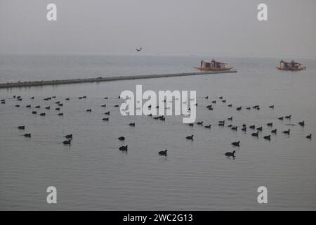 Srinagar, Indien. Januar 2024. 13. Januar 2024, Srinagar Kashmir, Indien: Zugvögel schwimmen in den Gewässern des Dal Sees in Srinagar. Jedes Jahr ziehen Tausende von Zugvögeln aus Zentralasien und Sibirien in die Wintersaison ins Kaschmir-Tal und in andere Teile Indiens. Am 13. Januar 2024 In Srinagar Kaschmir, Indien. (Foto von Firdous Nazir/Eyepix Group) Credit: SIPA USA/Alamy Live News Stockfoto