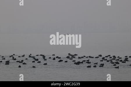 Srinagar Kaschmir, Indien. Januar 2024. Zugvögel schwimmen in den Gewässern des Dal-Sees in Srinagar. Jedes Jahr ziehen Tausende von Zugvögeln aus Zentralasien und Sibirien in die Wintersaison ins Kaschmir-Tal und in andere Teile Indiens. Am 13. Januar 2024 In Srinagar Kaschmir, Indien. (Kreditbild: © Firdous Nazir/OKULARIS via ZUMA Press Wire) NUR REDAKTIONELLE VERWENDUNG! Nicht für kommerzielle ZWECKE! Stockfoto