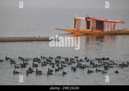 Srinagar Kaschmir, Indien. Januar 2024. Zugvögel schwimmen in den Gewässern des Dal-Sees in Srinagar. Jedes Jahr ziehen Tausende von Zugvögeln aus Zentralasien und Sibirien in die Wintersaison ins Kaschmir-Tal und in andere Teile Indiens. Am 13. Januar 2024 In Srinagar Kaschmir, Indien. (Kreditbild: © Firdous Nazir/OKULARIS via ZUMA Press Wire) NUR REDAKTIONELLE VERWENDUNG! Nicht für kommerzielle ZWECKE! Stockfoto