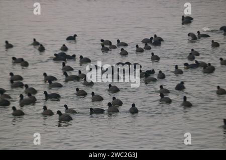Srinagar Kaschmir, Indien. Januar 2024. Zugvögel schwimmen in den Gewässern des Dal-Sees in Srinagar. Jedes Jahr ziehen Tausende von Zugvögeln aus Zentralasien und Sibirien in die Wintersaison ins Kaschmir-Tal und in andere Teile Indiens. Am 13. Januar 2024 In Srinagar Kaschmir, Indien. (Kreditbild: © Firdous Nazir/OKULARIS via ZUMA Press Wire) NUR REDAKTIONELLE VERWENDUNG! Nicht für kommerzielle ZWECKE! Stockfoto