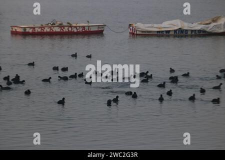 Srinagar Kaschmir, Indien. Januar 2024. Zugvögel schwimmen in den Gewässern des Dal-Sees in Srinagar. Jedes Jahr ziehen Tausende von Zugvögeln aus Zentralasien und Sibirien in die Wintersaison ins Kaschmir-Tal und in andere Teile Indiens. Am 13. Januar 2024 In Srinagar Kaschmir, Indien. (Kreditbild: © Firdous Nazir/OKULARIS via ZUMA Press Wire) NUR REDAKTIONELLE VERWENDUNG! Nicht für kommerzielle ZWECKE! Stockfoto