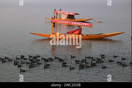 Srinagar, Indien. Januar 2024. 13. Januar 2024, Srinagar Kashmir, Indien: Zugvögel schwimmen in den Gewässern des Dal Sees in Srinagar. Jedes Jahr ziehen Tausende von Zugvögeln aus Zentralasien und Sibirien in die Wintersaison ins Kaschmir-Tal und in andere Teile Indiens. Am 13. Januar 2024 In Srinagar Kaschmir, Indien. (Foto von Firdous Nazir/Eyepix Group) Credit: SIPA USA/Alamy Live News Stockfoto