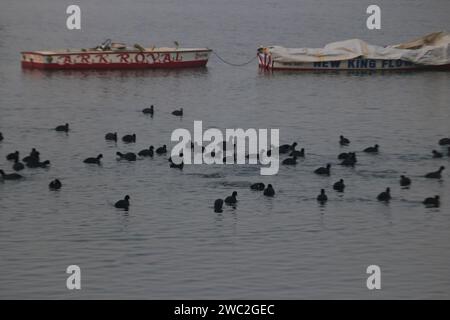 Srinagar, Indien. Januar 2024. 13. Januar 2024, Srinagar Kashmir, Indien: Zugvögel schwimmen in den Gewässern des Dal Sees in Srinagar. Jedes Jahr ziehen Tausende von Zugvögeln aus Zentralasien und Sibirien in die Wintersaison ins Kaschmir-Tal und in andere Teile Indiens. Am 13. Januar 2024 In Srinagar Kaschmir, Indien. (Foto von Firdous Nazir/Eyepix Group) Credit: SIPA USA/Alamy Live News Stockfoto