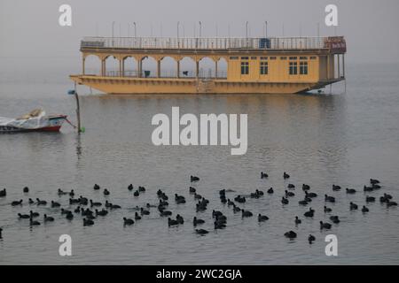 Srinagar, Indien. Januar 2024. 13. Januar 2024, Srinagar Kashmir, Indien: Zugvögel schwimmen in den Gewässern des Dal Sees in Srinagar. Jedes Jahr ziehen Tausende von Zugvögeln aus Zentralasien und Sibirien in die Wintersaison ins Kaschmir-Tal und in andere Teile Indiens. Am 13. Januar 2024 In Srinagar Kaschmir, Indien. (Foto von Firdous Nazir/Eyepix Group) Credit: SIPA USA/Alamy Live News Stockfoto