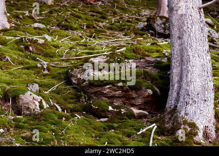 Moosiger Wald - Mooswald Stockfoto