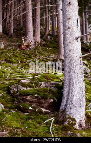 Moosiger Wald - Mooswald Stockfoto