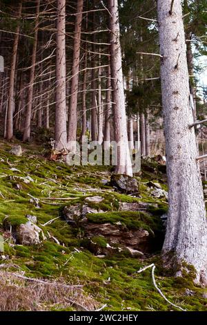 Moosiger Wald - Mooswald Stockfoto