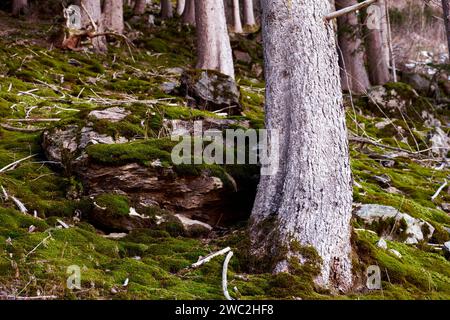 Moosiger Wald - Mooswald Stockfoto