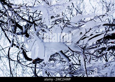 Baumzweige in Eisnähe vor bewölktem Himmel. Stockfoto