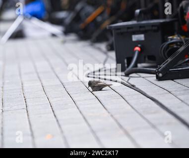 Freiburg Im Breisgau, Deutschland. Januar 2024. Vogel im Innenraum des Europa-Park-Stadions, GER, SC Freiburg vs. 1. FC Union Berlin, Sport, Fußball, Herren, Bundesliga, 17. Spieltag, Spielzeit 2023/2024, 13.01.2024, (DFL-VORSCHRIFTEN VERBIETEN JEDE VERWENDUNG VON FOTOGRAFIEN ALS BILDSEQUENZEN UND/ODER QUASI-VIDEO) Foto: Eibner-Pressefoto/Silas Schueller Credit: dpa/Alamy Live News Stockfoto