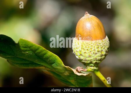 Englische Eiche oder Stieleiche (quercus robur), Nahaufnahme einer einsamen Reifen Eichel oder Frucht des Baumes, isoliert vom Hintergrund. Stockfoto