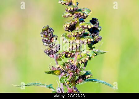 Ragweed (Ambrosia artemisiifolia), Nahaufnahme, die den oberen Stamm der Pflanze zeigt, bedeckt mit Blütenköpfen von kleinen männlichen Blüten. Stockfoto
