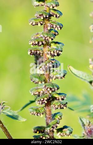 Ragweed (Ambrosia artemisiifolia), Nahaufnahme, die den oberen Stamm der Pflanze zeigt, bedeckt mit Blütenköpfen von kleinen männlichen Blüten. Stockfoto