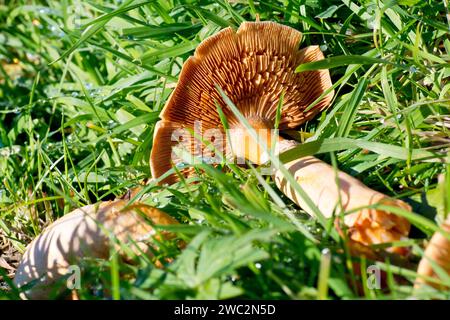 Goldenes Bootleg (Phaeolepiota, aurea), Nahaufnahme der Unterseite des Fruchtkörpers des Pilzes, mit den Kiemen unter der Kappe. Stockfoto