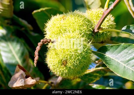 Süße Kastanie oder spanische Kastanie (castanea sativa), Nahaufnahme der spitzen Früchte, die in der Herbstsonne an einem Zweig eines Baumes hängen. Stockfoto