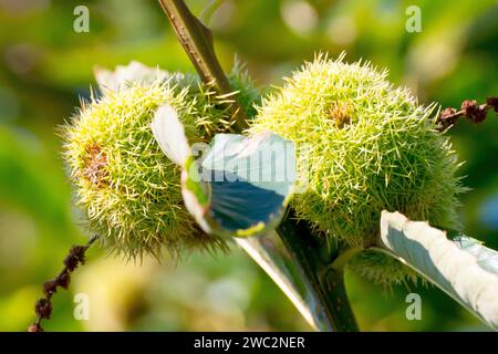 Süße Kastanie oder spanische Kastanie (castanea sativa), Nahaufnahme der spitzen Früchte, die in der Herbstsonne an einem Zweig eines Baumes hängen. Stockfoto