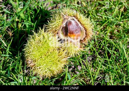 Süße Kastanie oder spanische Kastanie (castanea sativa), Nahaufnahme der spitzen Früchte, die auf dem Gras unter einem Baum liegen und sich bei der Herbstsonne öffnen. Stockfoto