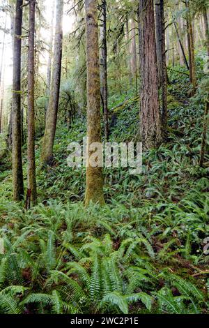 WA24666-00....WASHINGTON - gemischter Wald aus Tannen, Zedern und Farnen in der Nähe des Lake Crescent im Olympic National Park. Stockfoto