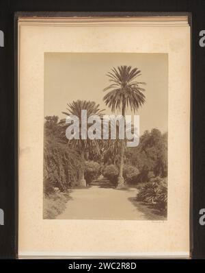 Ansicht der alle de Palmiers in Jardin d'Essai du Hamma in Algier, Etienne Neurdein, um 1880 - um 1900 Foto dieses Foto ist Teil eines Albums. Algier fotografische Trägeralbumendrucke: Palme. botanischer Garten, „hortus botanicus“ Algier Stockfoto