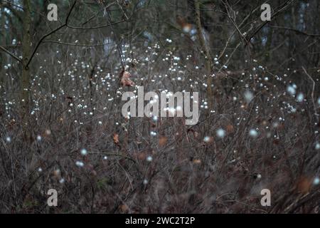 Symphoricarpos albus - weiße Schneebeeren im Winter in einem Wald in Berlin, Deutschland, Europa Stockfoto