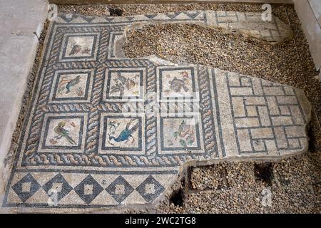 Römische Mosaike auf dem Boden in einem Gebäude in der Nähe des römischen Amphitheaters von Alexandria Stockfoto