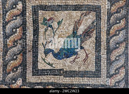 Römische Mosaike auf dem Boden in einem Gebäude in der Nähe des römischen Amphitheaters von Alexandria Stockfoto