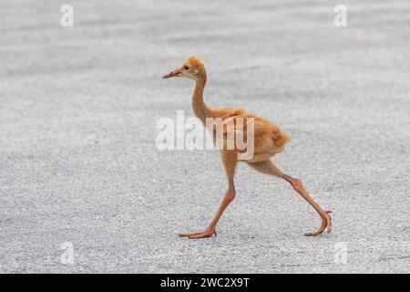 Die orangen flauschigen Federn eines Sandhügelkranhengstes heben sich von der hellgrauen Asphaltstraße ab. Der Hengst überquert schnell die leere Straße. Stockfoto