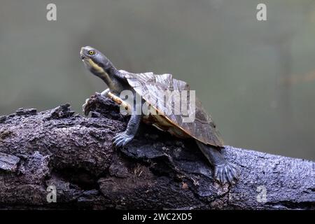 Die junge australische Murray River-Kurzhalsschildkröte, die sich auf Baumstämmen sonnt Stockfoto