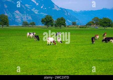 Kühe weiden auf einer Wiese. Rinderweide auf grünem Feld. Milchvieh auf der Weide auf dem Hügel auf dem Lande. Rinder brüten Weide auf Grasfeld. Bran Stockfoto